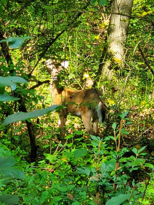 A deer stands among lush green foliage in a wooded area, partially hidden by trees and plants.