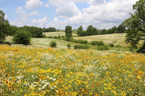 A vibrant field of wildflowers in yellow and white, surrounded by green trees and rolling hills under a blue sky.
