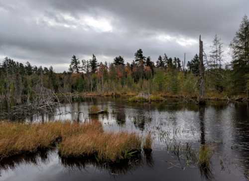 A serene wetland scene with still water, tall grasses, and trees under a cloudy sky.