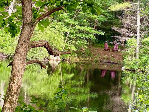 A serene pond surrounded by lush greenery, with two red chairs reflecting on the water's surface.