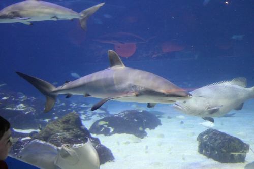 A shark swims in an aquarium, surrounded by other fish and rocky underwater scenery.