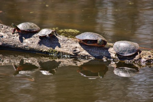 Four turtles basking on a log over calm water, with their reflections visible in the surface.