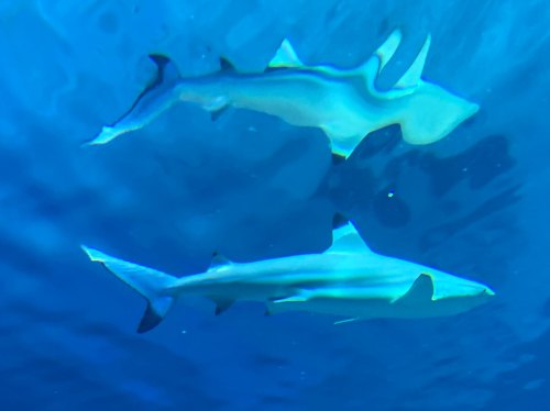 Two sharks swimming gracefully underwater in a blue ocean environment.