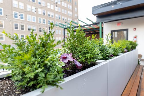 A row of green plants and purple flowers in modern planters on a balcony with a building in the background.
