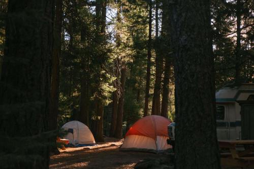 Two tents nestled among tall trees in a sunlit forest, with a camper visible in the background.
