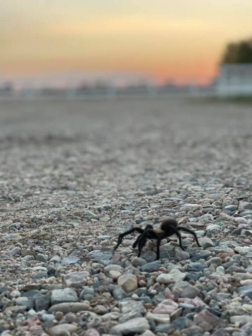 A close-up of a spider on a gravel surface with a sunset in the background, creating a serene atmosphere.