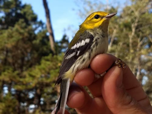 A close-up of a small bird with a yellow head and gray wings, perched on a person's finger against a blurred natural background.
