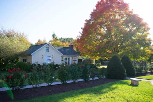 A charming house surrounded by colorful flowers and a vibrant autumn tree in a sunny garden setting.