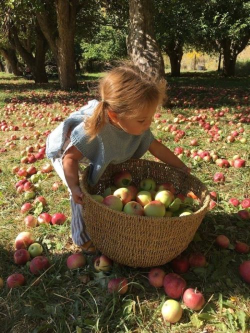 A young child gathers apples in a woven basket, surrounded by fallen apples on the ground in an orchard.
