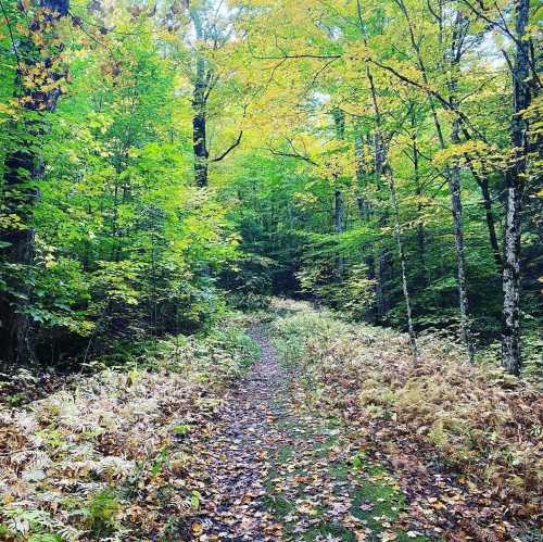 A serene forest path surrounded by vibrant green and yellow foliage, with ferns lining the trail.