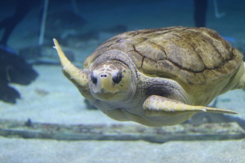 A sea turtle swimming gracefully underwater, with a textured shell and clear blue surroundings.