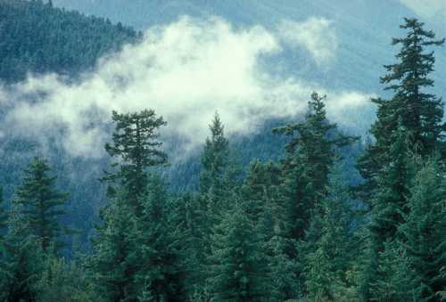 Lush green coniferous trees with misty clouds hovering over a mountainous landscape.