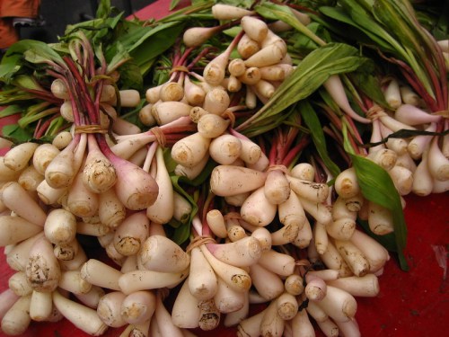 A close-up of freshly harvested white radishes with green tops, piled on a red surface.