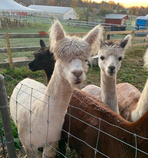 Two fluffy alpacas stand close together in a farmyard, with a rustic barn and autumn foliage in the background.