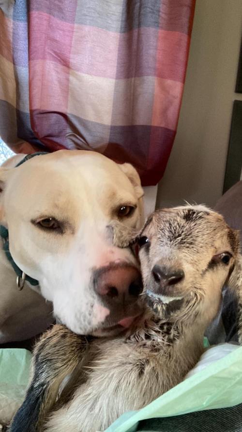 A dog and a goat cuddle together, with the dog gently licking the goat's face in a cozy indoor setting.