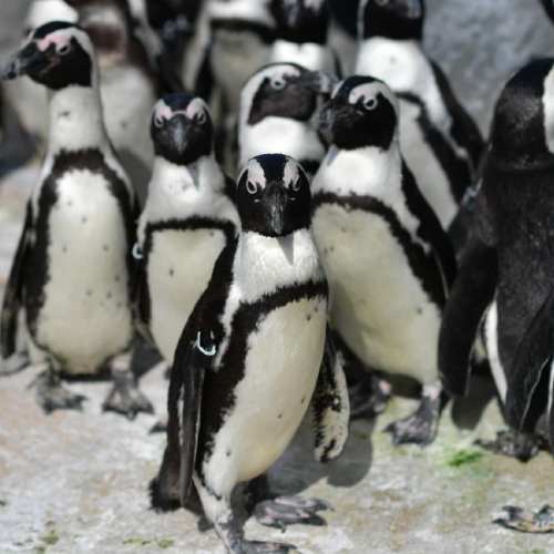 A group of penguins standing together on a rocky surface, showcasing their distinctive black and white plumage.