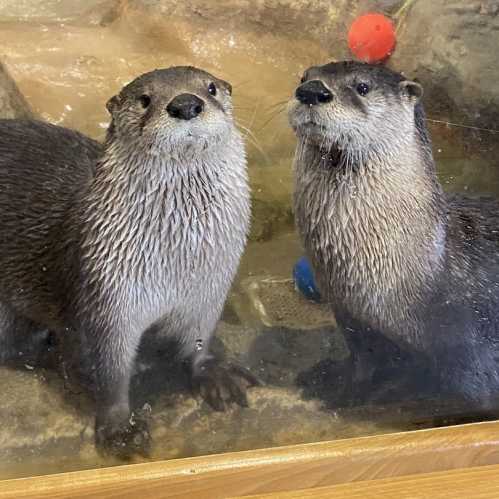 Two playful otters standing side by side in a glass enclosure, with colorful balls in the background.