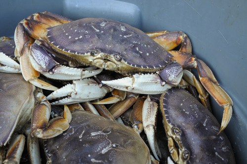 A close-up of several crabs piled together in a gray container.