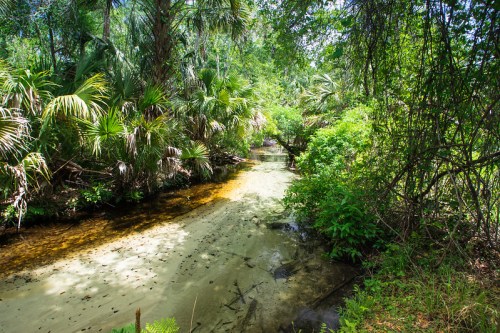Lush green vegetation surrounds a calm, shallow stream in a vibrant, tropical landscape.