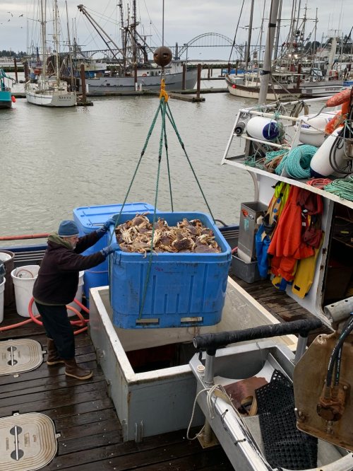 A person lifts a blue container filled with seafood onto a fishing boat, surrounded by other boats in the harbor.