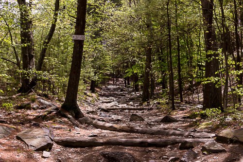 A rocky forest trail surrounded by lush green trees and sunlight filtering through the leaves.