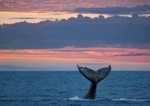 A whale's tail emerges from the ocean against a colorful sunset sky.