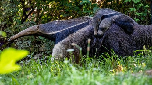 Two anteaters resting together in a lush green environment, surrounded by foliage.