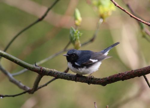 A small black and white bird perched on a branch, surrounded by budding leaves in a natural setting.