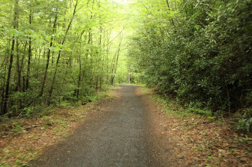 A winding gravel path through a lush green forest, surrounded by trees and foliage.