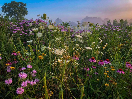 A vibrant field of wildflowers in various colors, surrounded by misty morning light and lush greenery.