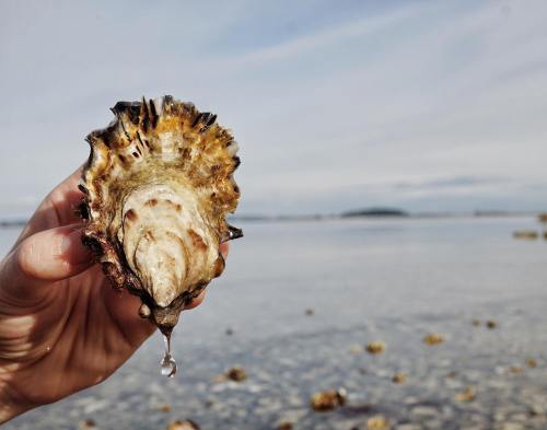A hand holds an open oyster above calm water, with a droplet falling from it against a serene coastal backdrop.