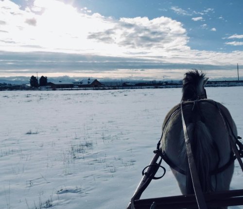 A horse pulling a sled through a snowy landscape, with a cloudy sky and distant buildings in the background.