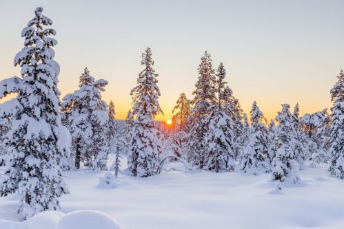 A serene winter landscape with snow-covered trees and a sunset glowing in the background.
