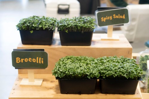 Two trays of microgreens labeled "Broccoli" and "Spicy Salad" on a wooden display at a market.