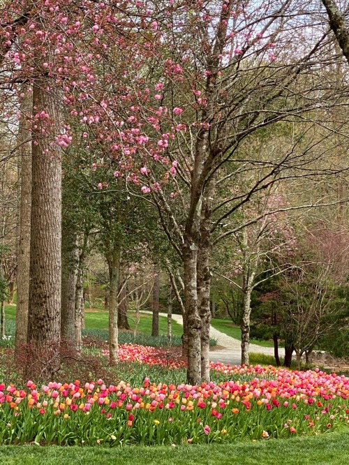 A vibrant garden scene with blooming tulips in various colors and flowering trees lining a path.