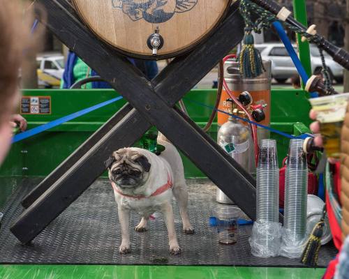 A pug stands on a green cart with a large barrel, surrounded by cups and equipment, enjoying the festive atmosphere.