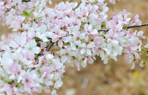 A close-up of pink and white cherry blossoms on a branch, set against a blurred, natural background.