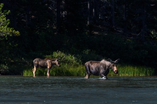 Two moose wade through a calm river, surrounded by lush greenery and trees in a serene natural setting.