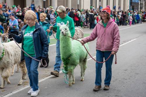 Participants in a parade walk llamas decorated with green accessories, celebrating a festive event. Crowds line the street.