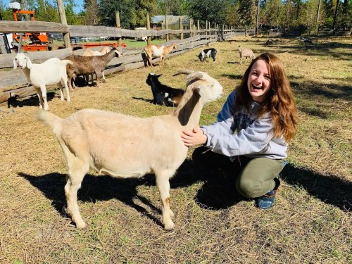 A smiling person kneels beside a goat in a sunny farmyard, surrounded by other goats and a wooden fence.