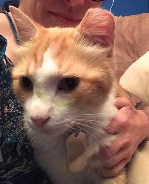 A close-up of an orange and white cat being held by a person, with a cozy background.