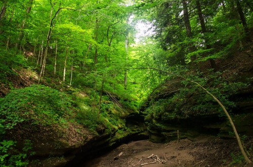 Lush green forest with tall trees and a winding creek, sunlight filtering through the canopy.