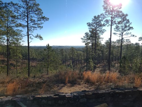 A scenic view of a forest with tall pine trees and a clear blue sky, illuminated by sunlight.