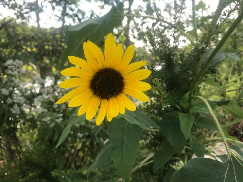A vibrant yellow sunflower blooms amidst green leaves and blurred white flowers in the background.