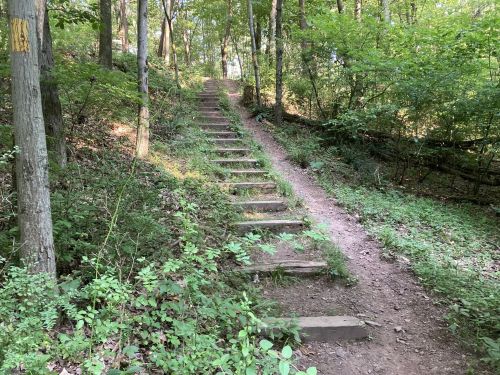 A dirt path with wooden steps leads up through a lush, green forest. Sunlight filters through the trees.