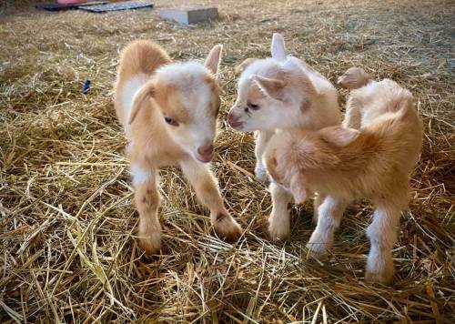 Two playful baby goats standing on straw, one nuzzling the other in a cozy barn setting.