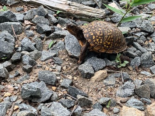 A turtle walking on rocky ground, surrounded by small plants and debris.