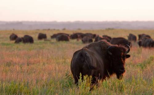 A herd of bison grazes in a grassy field during sunset, with a warm glow illuminating the landscape.