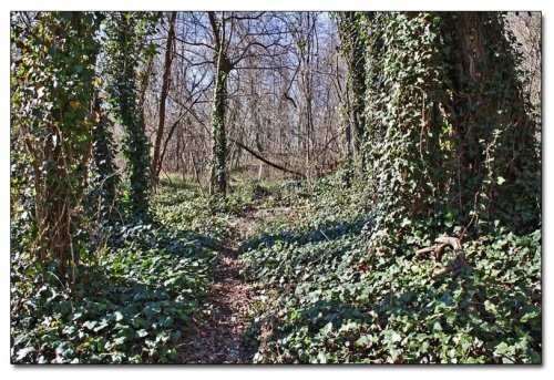 A serene forest path surrounded by trees and lush green ivy under a clear blue sky.