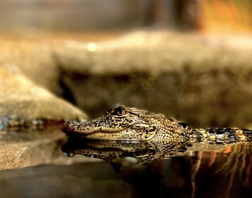 A close-up of a crocodile's head partially submerged in water, reflecting its image on the surface.